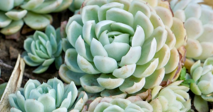 Echeveria