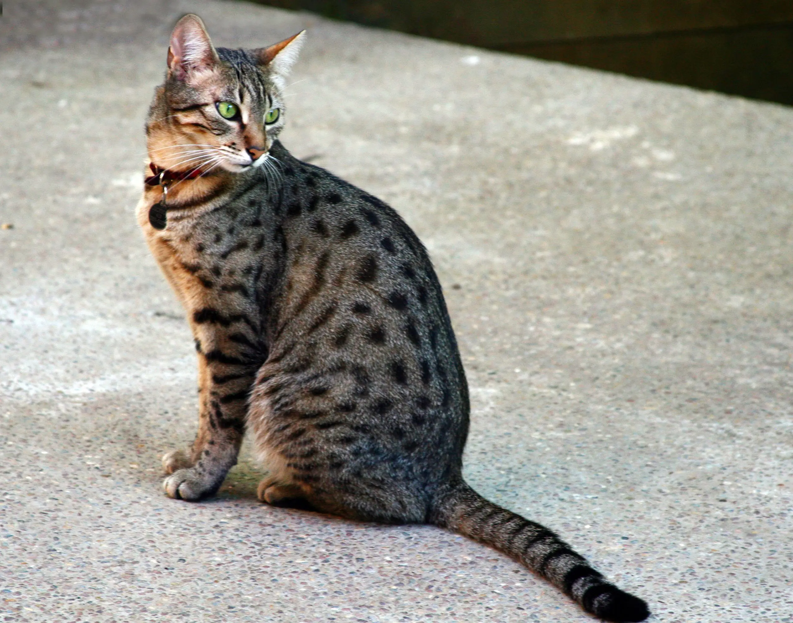 Egyptian mau cat