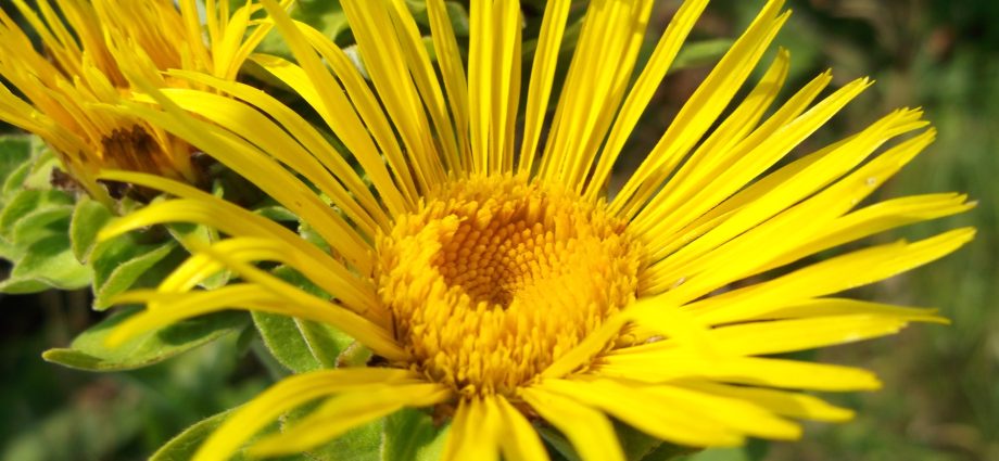 Elecampane