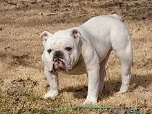 English bulldog