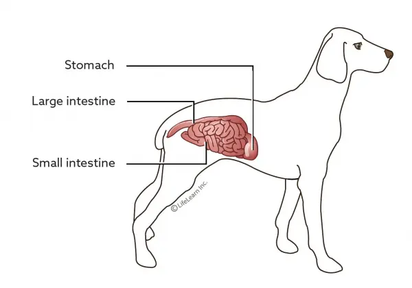 Enteritis in dogs