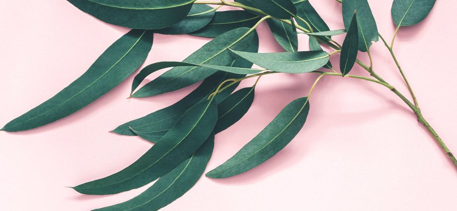 eucalyptus leaves