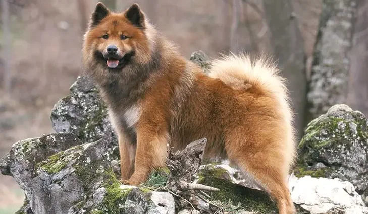 Eurasian dog