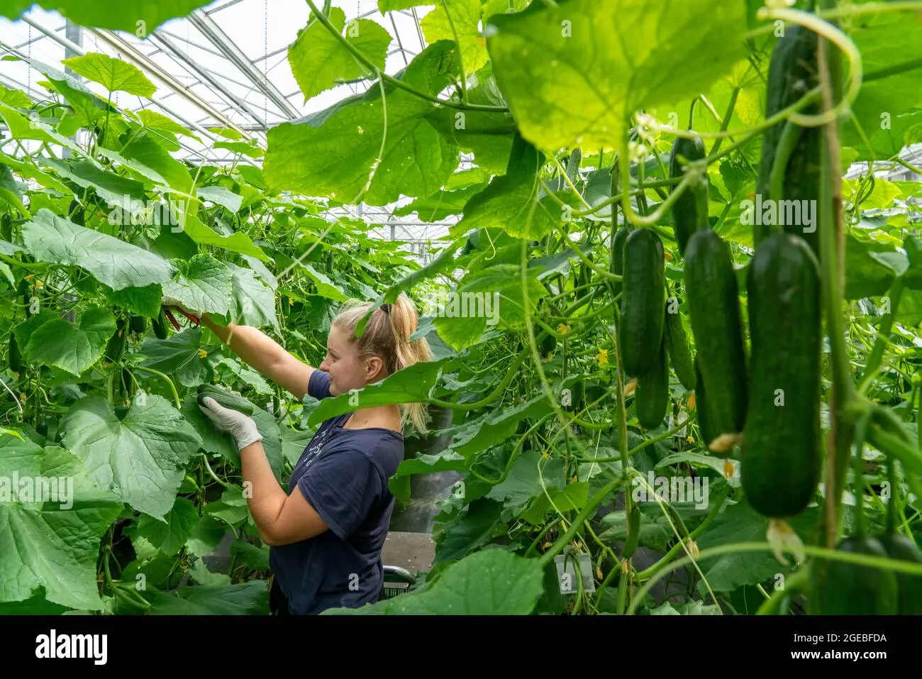 Feeding cucumbers in a greenhouse