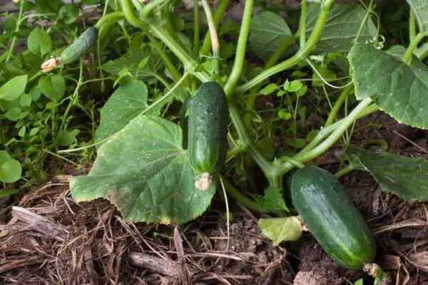 Feeding cucumbers with folk remedies