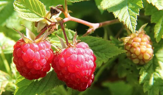 Feeding raspberries in spring