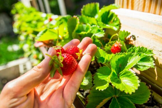 Feeding strawberries during fruiting