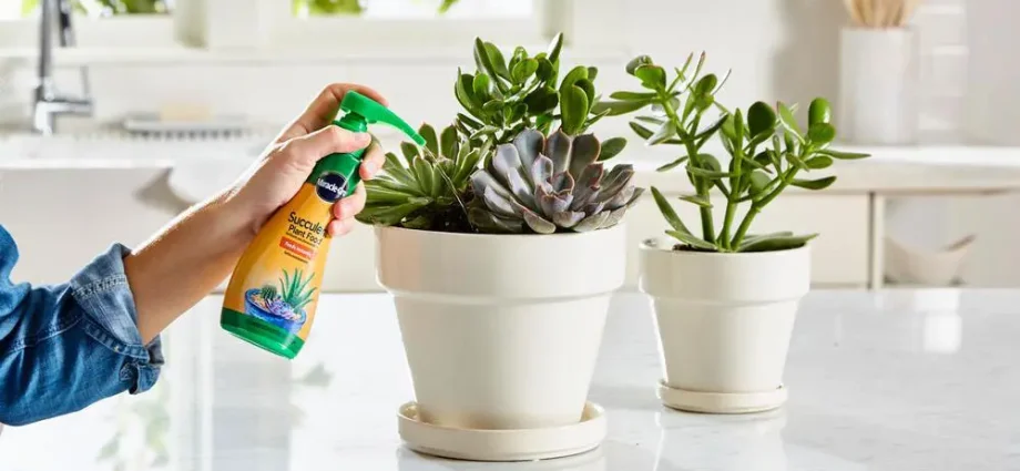 Fertilizers for indoor plants and flowers