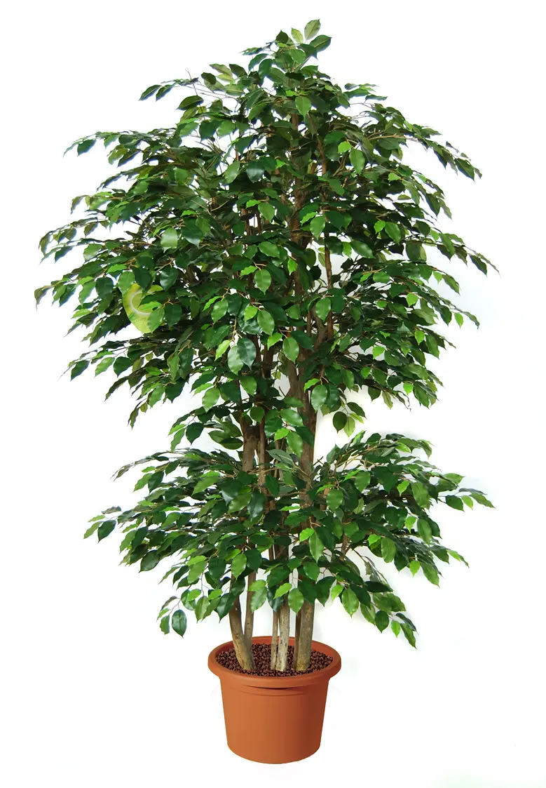 Ficus Benjamin