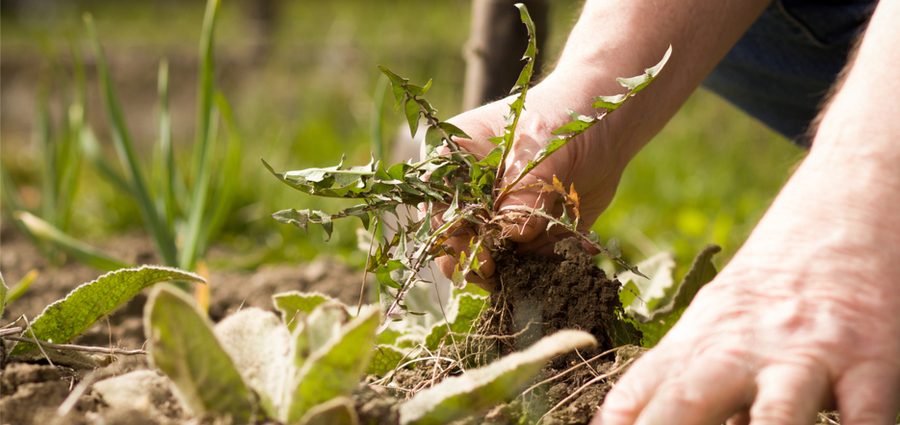 Fighting the weeds in the garden