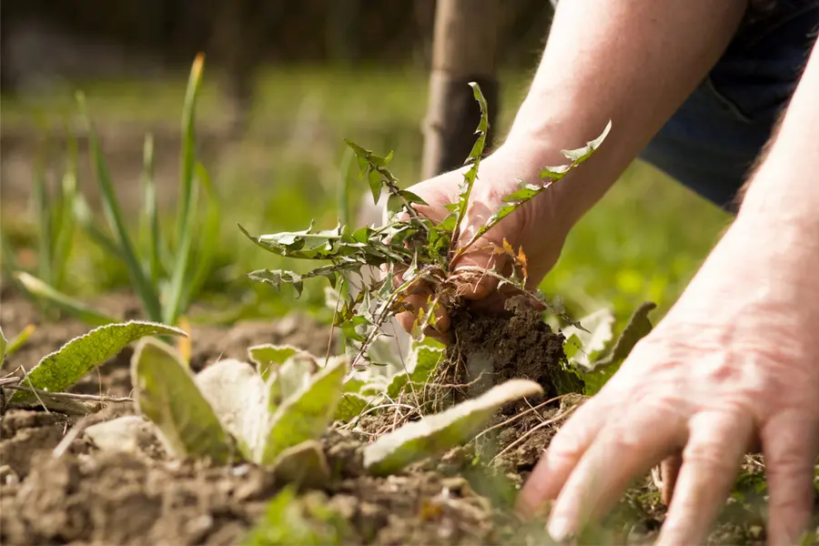 Fighting the weeds in the garden