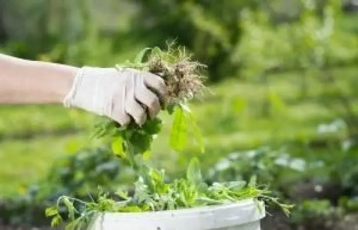Fines for weeds on the site in 2022
