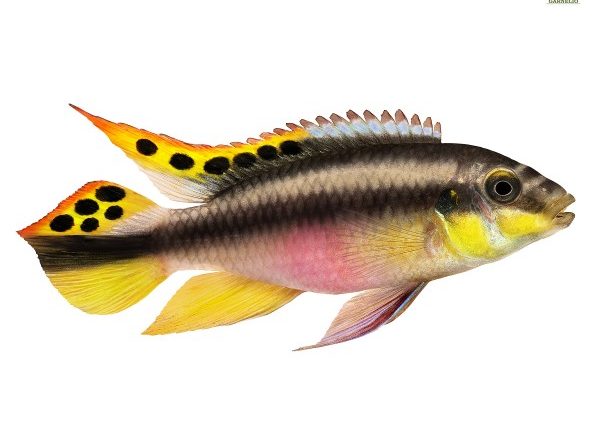 Pelvicachromis tal-ħut