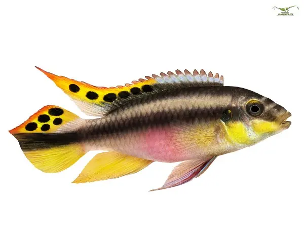 Fish pelvicachromis