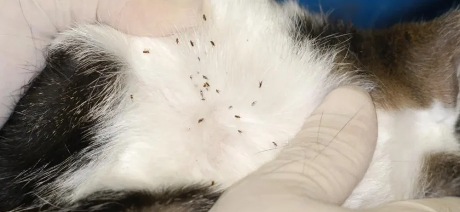 Fleas on a cat