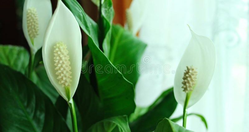 Flower female happiness (spathiphyllum)