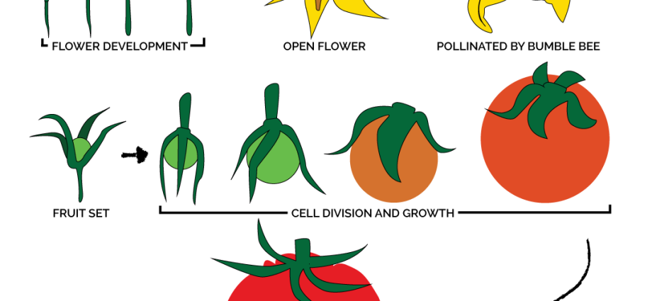 Formation of tomatoes