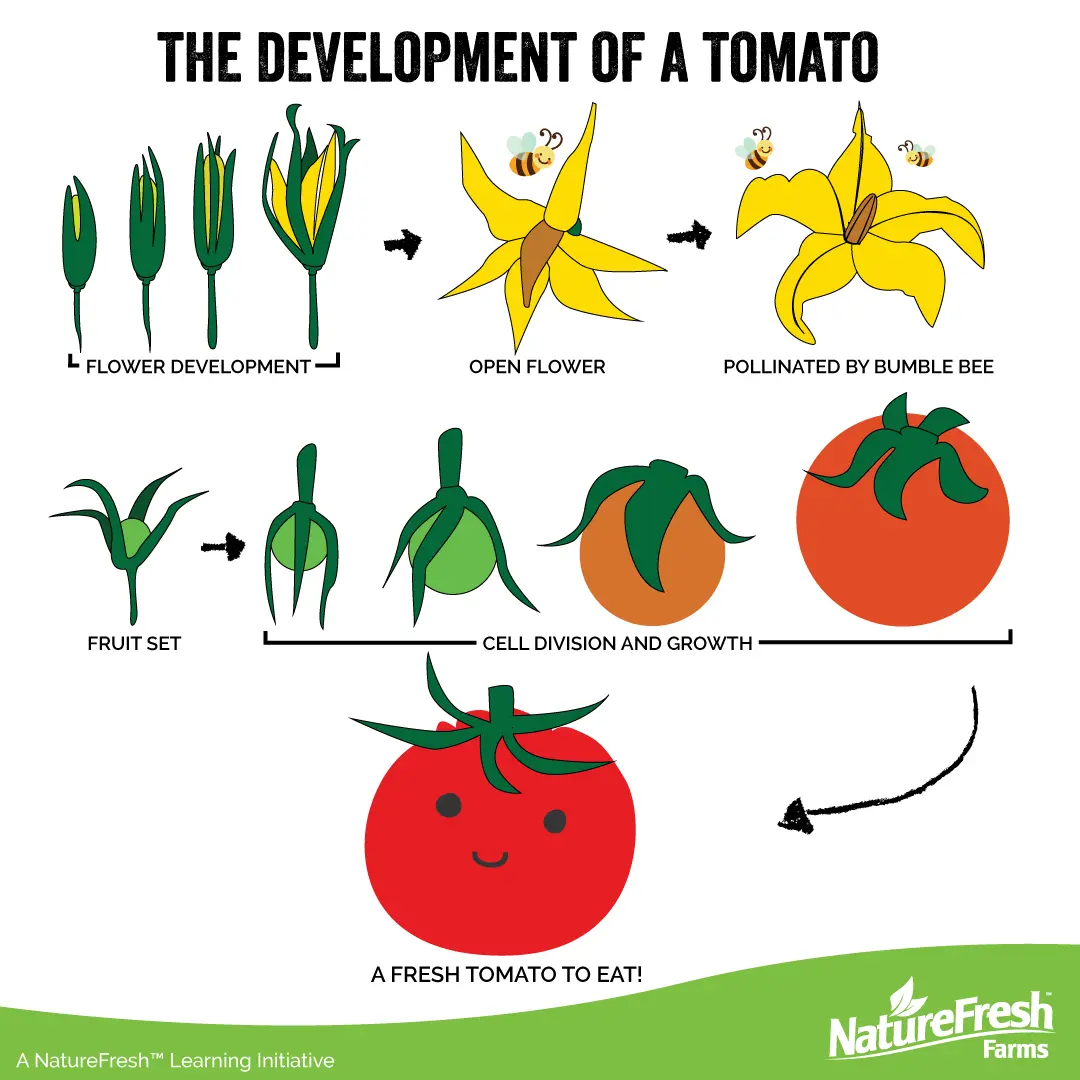 formation-of-tomatoes-healthy-food-near-me