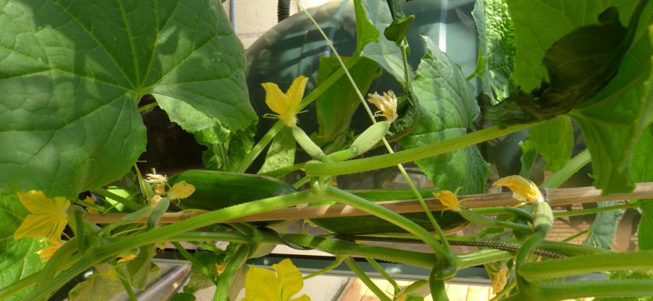 Forming cucumbers