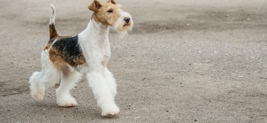 Fox terrier