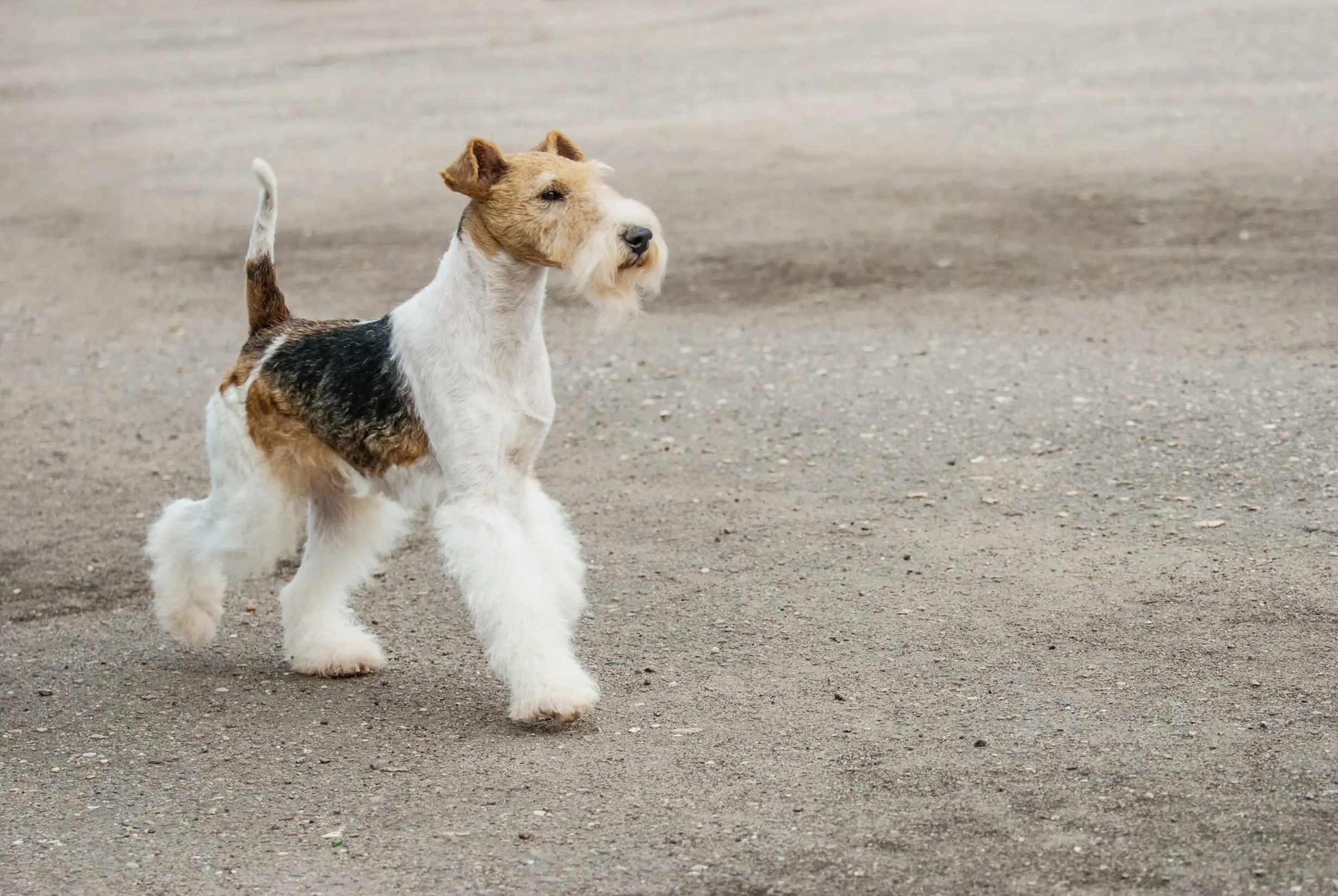 Fox terrier