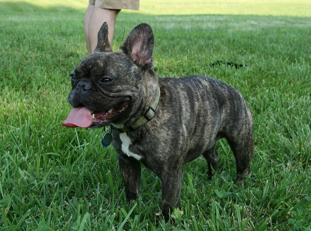 french bulldog dog