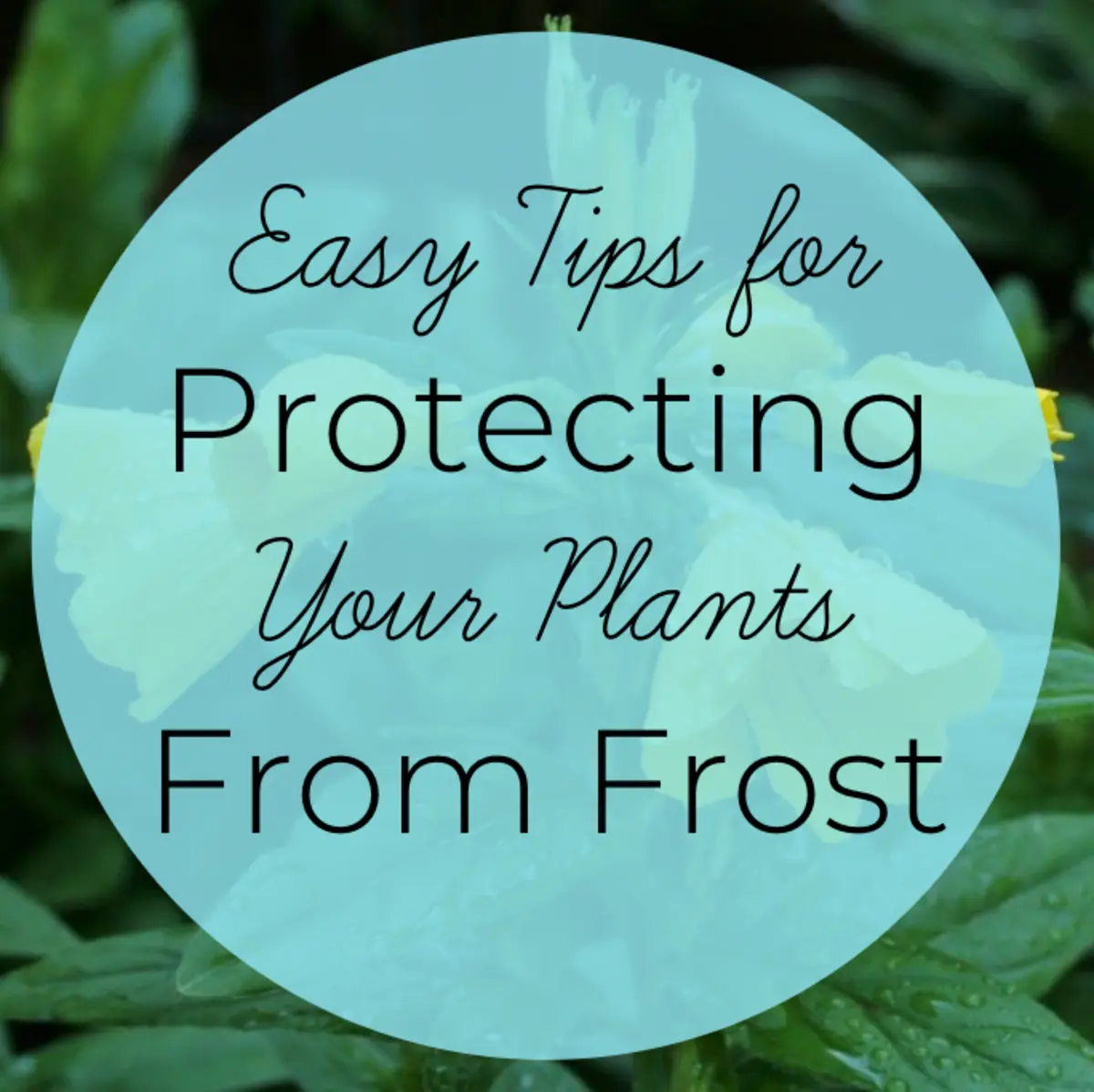 Frosts in the spring: how to protect plants