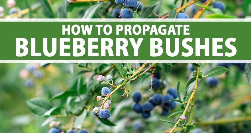 Fruit and berry bushes: how to propagate by cuttings