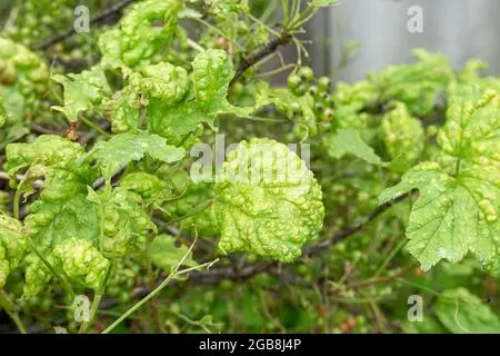 Gall aphid on currant