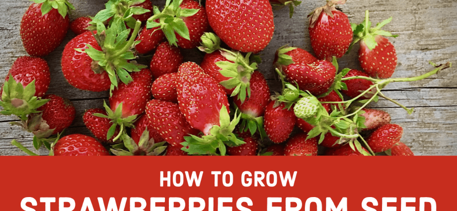 Garden strawberries: seed propagation in summer