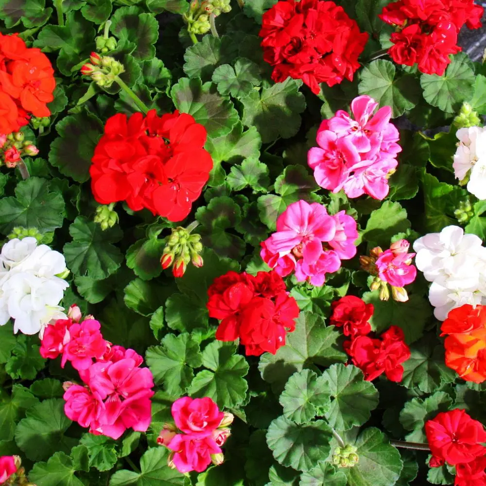 Geranium (pelargonium)