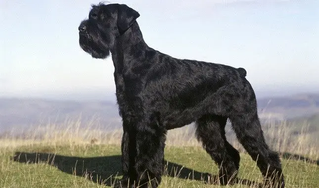 Giant schnauzer