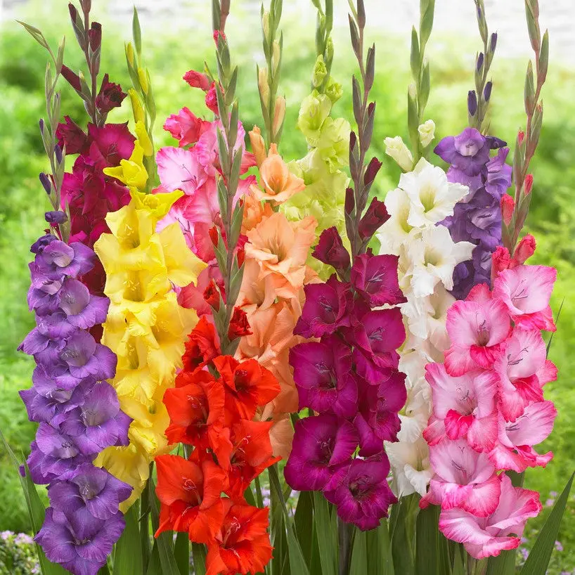 Gladiolus