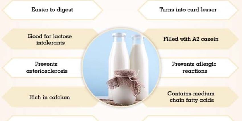 Goat milk: benefits and harms to humans