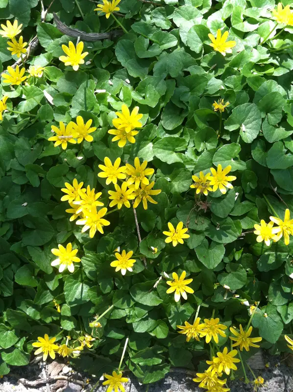 Grass celandine