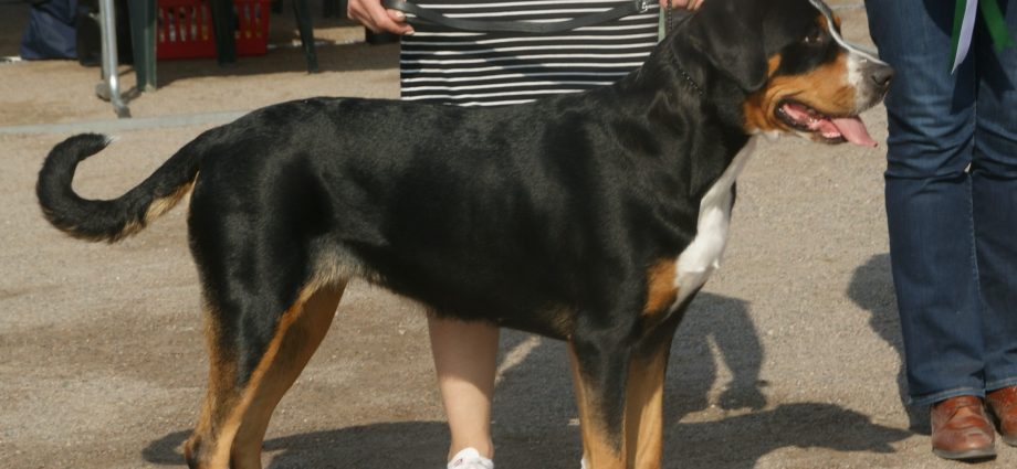 Great Swiss Mountain Dog