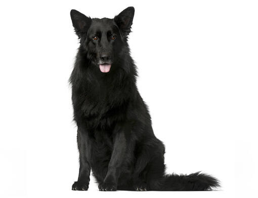 Groenendael dog