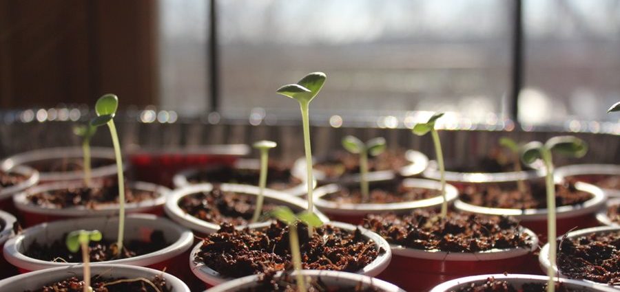 Growing seedlings from seeds at home