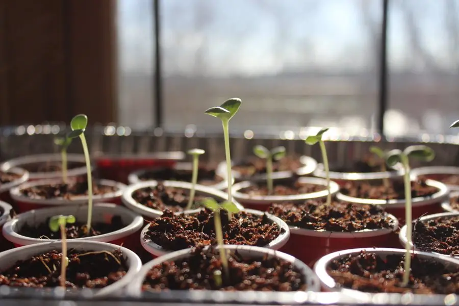 Growing seedlings from seeds at home
