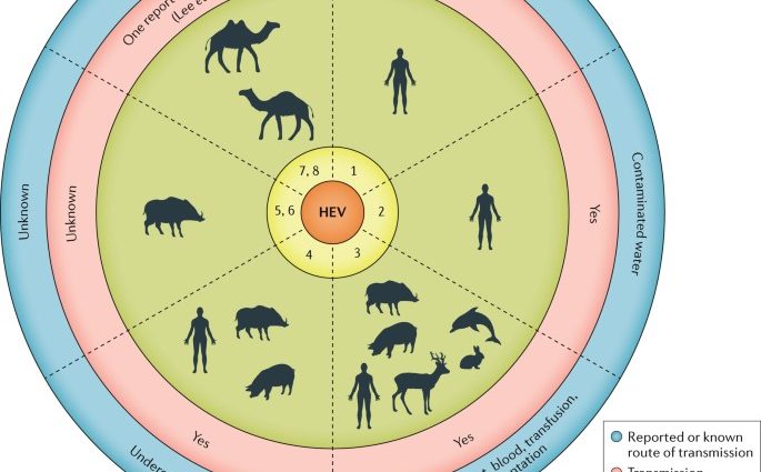 Hepatitis E in adults