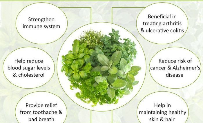 Herbs: health benefits and harms