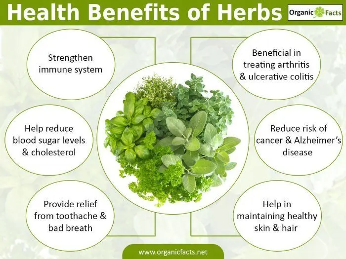 Herbs: health benefits and harms