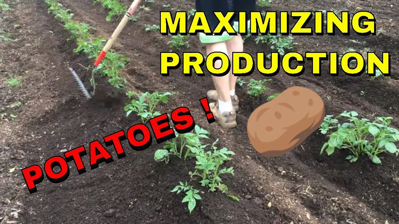 Hilling of potatoes