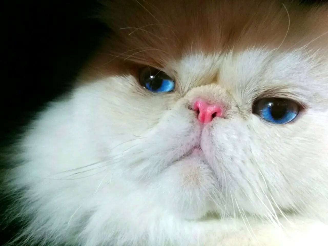 Himalayan cat