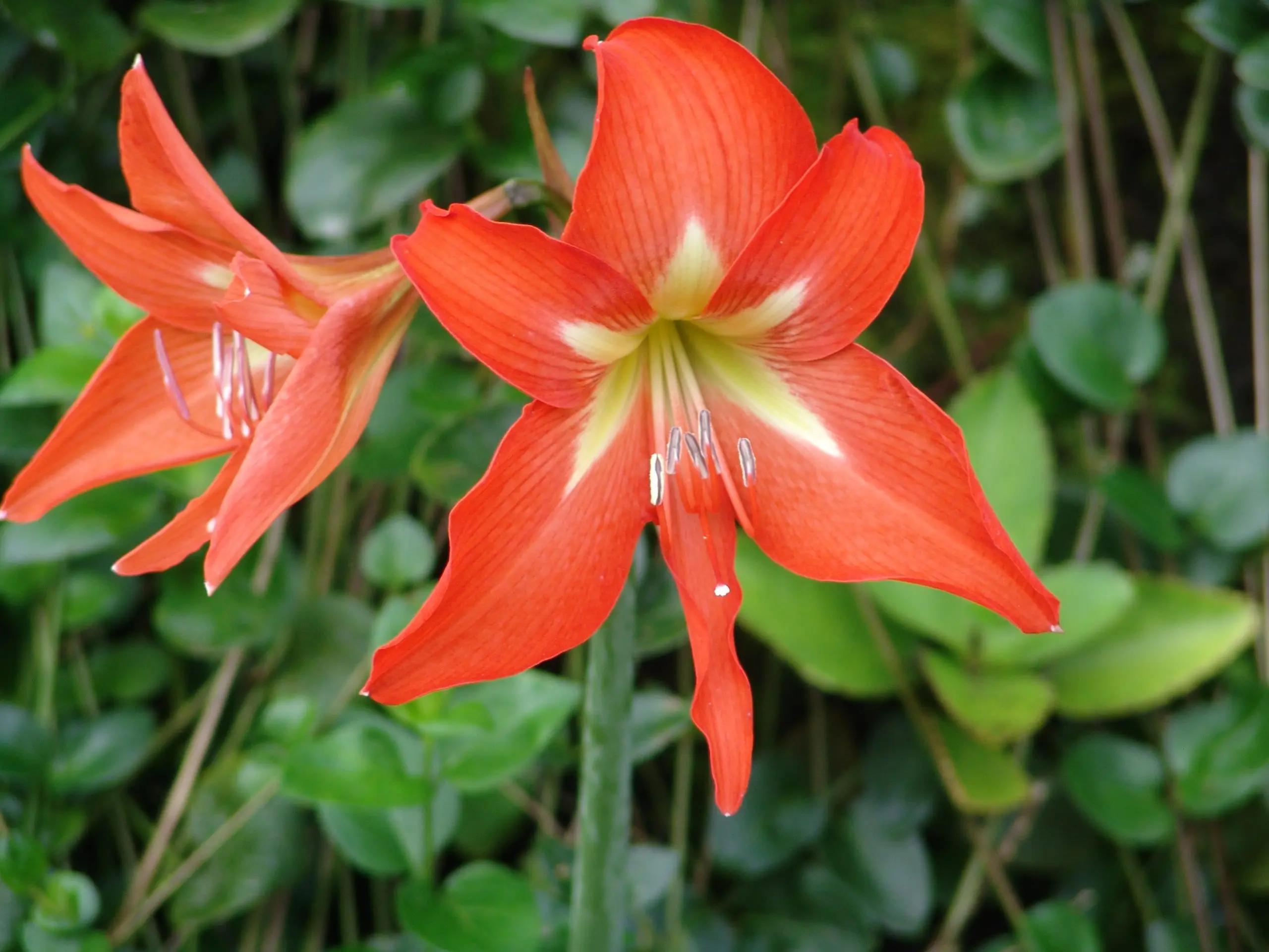 hippeastrum flower