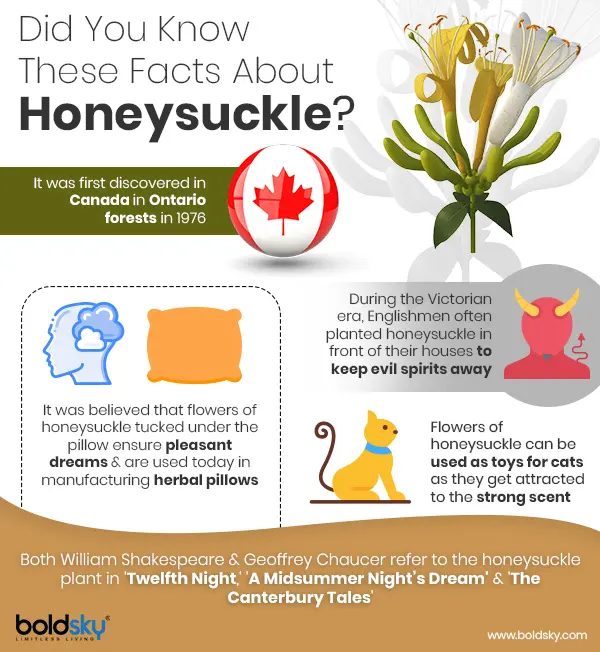 Honeysuckle: health benefits and harms