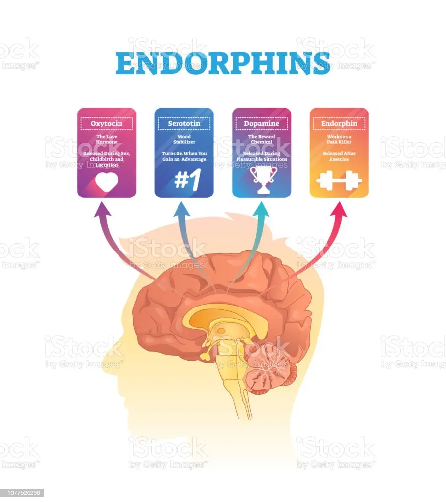 Hormone endorphin