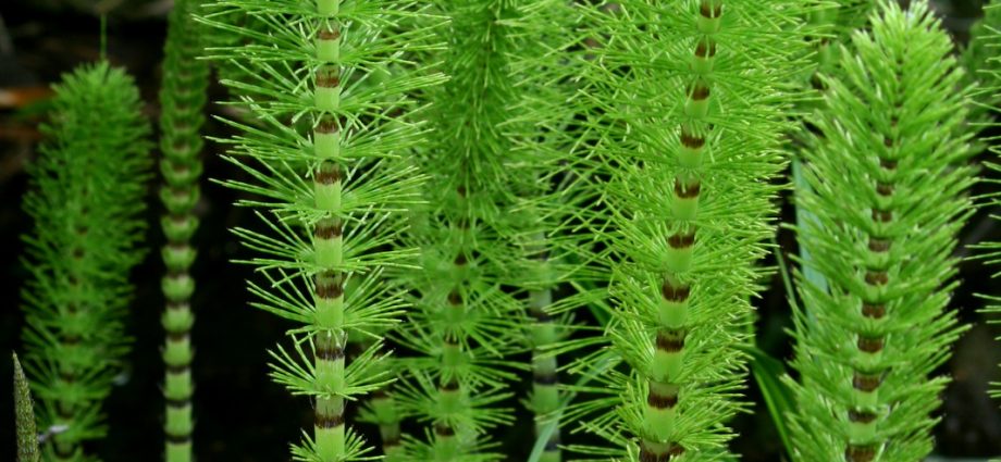 Horsetail