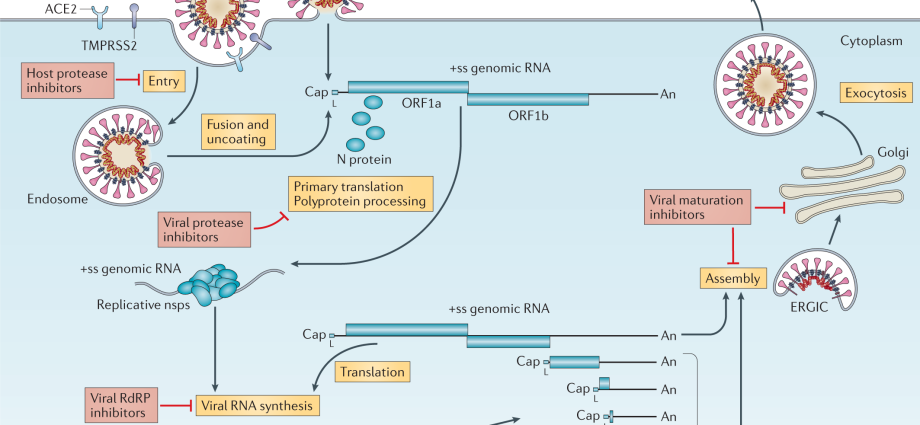 How does the coronavirus in humans progress by day