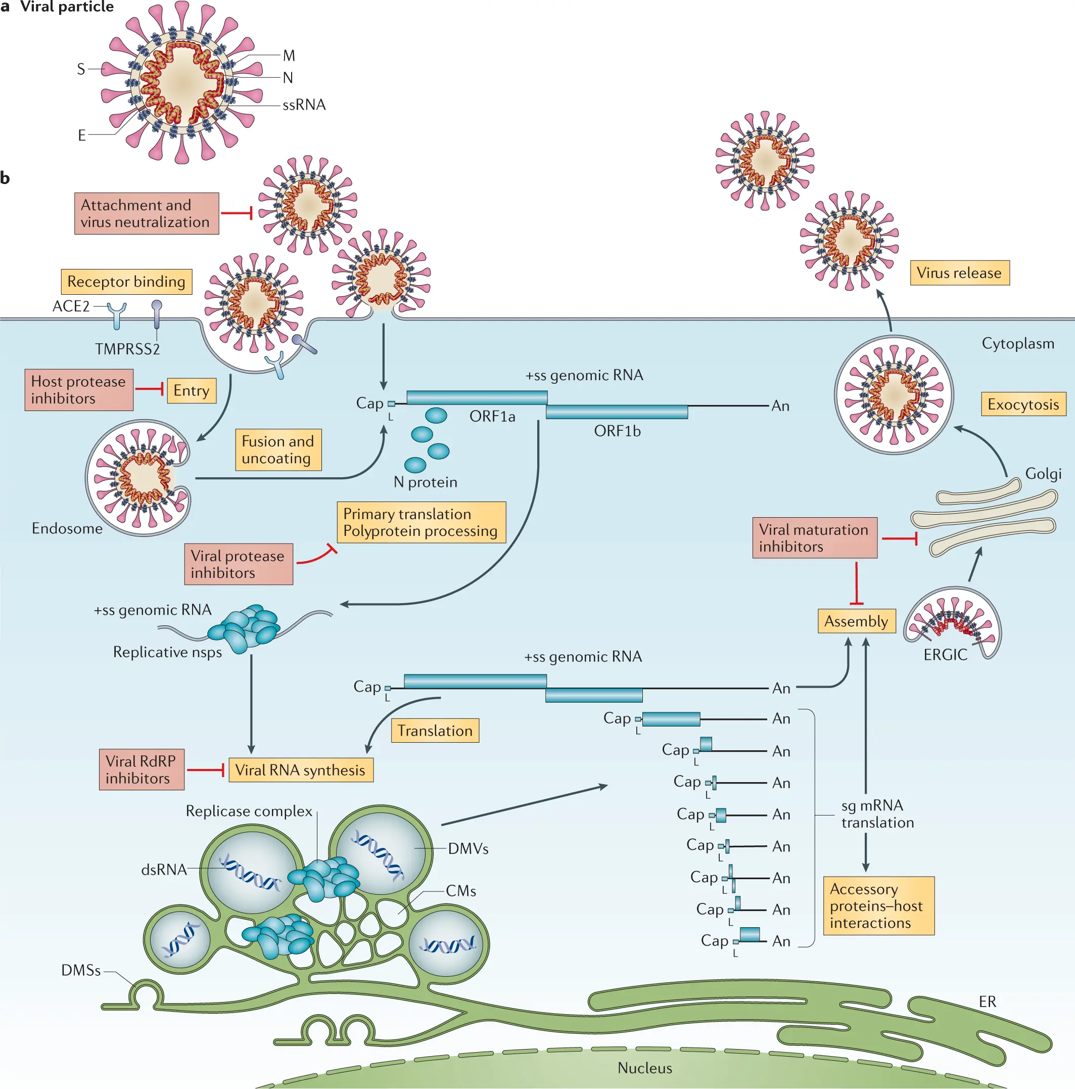 How does the coronavirus in humans progress by day